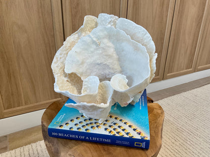 Natural Spiral Cup Coral Fossil Specimen: 9.5x9x10.5" Beach House Coastal Décor