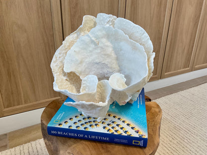 Natural Spiral Cup Coral Fossil Specimen: 9.5x9x10.5" Beach House Coastal Décor