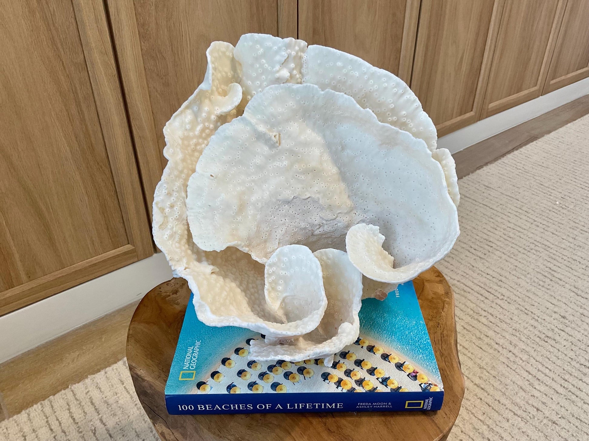Natural Spiral Cup Coral Fossil Specimen: 9.5x9x10.5" Beach House Coastal Décor