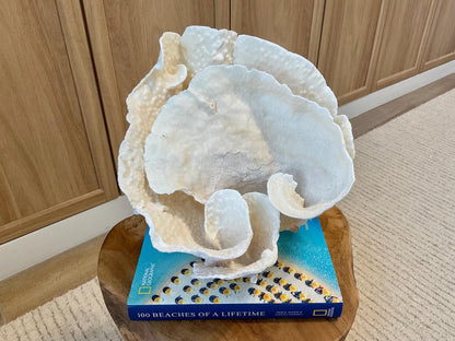 Natural Spiral Cup Coral Fossil Specimen: 9.5x9x10.5" Beach House Coastal Décor