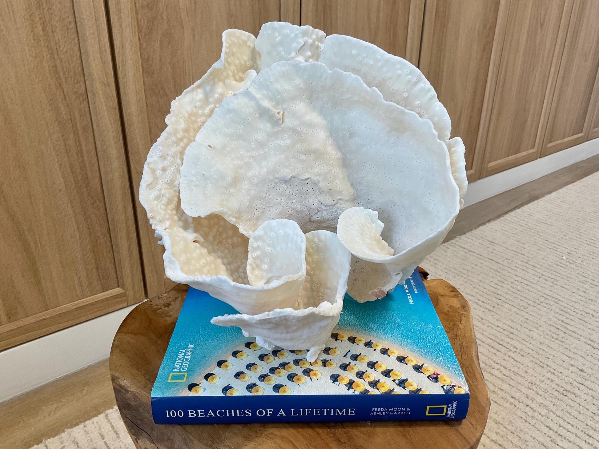 Natural Spiral Cup Coral Fossil Specimen: 9.5x9x10.5" Beach House Coastal Décor