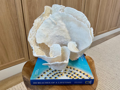 Natural Spiral Cup Coral Fossil Specimen: 9.5x9x10.5" Beach House Coastal Décor