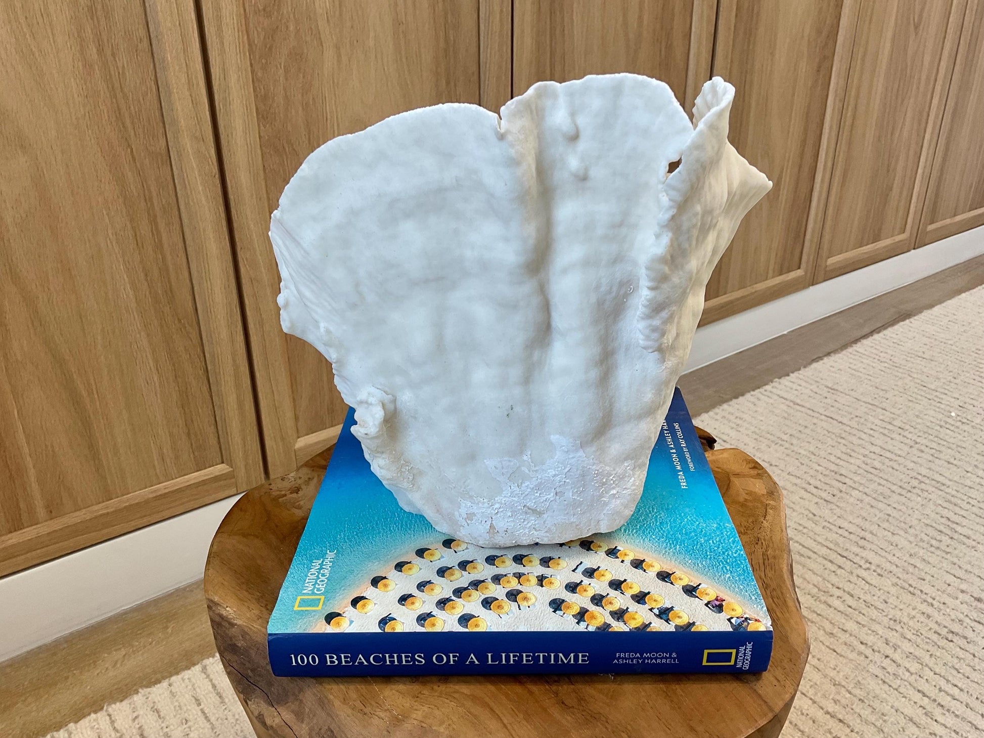 Natural Spiral Cup Coral Fossil Specimen: 9.5x9x10.5" Beach House Coastal Décor