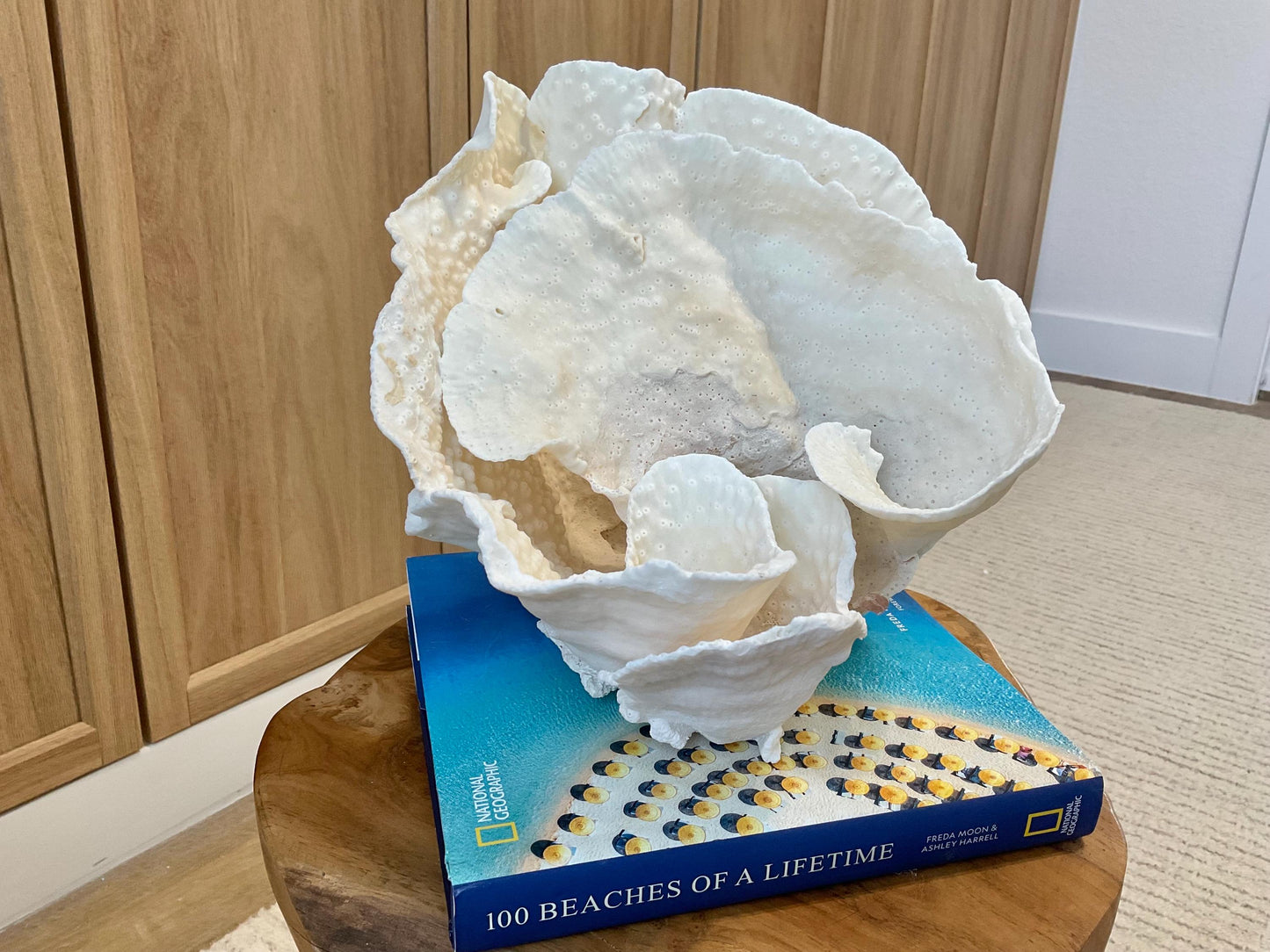 Natural Spiral Cup Coral Fossil Specimen: 9.5x9x10.5" Beach House Coastal Décor