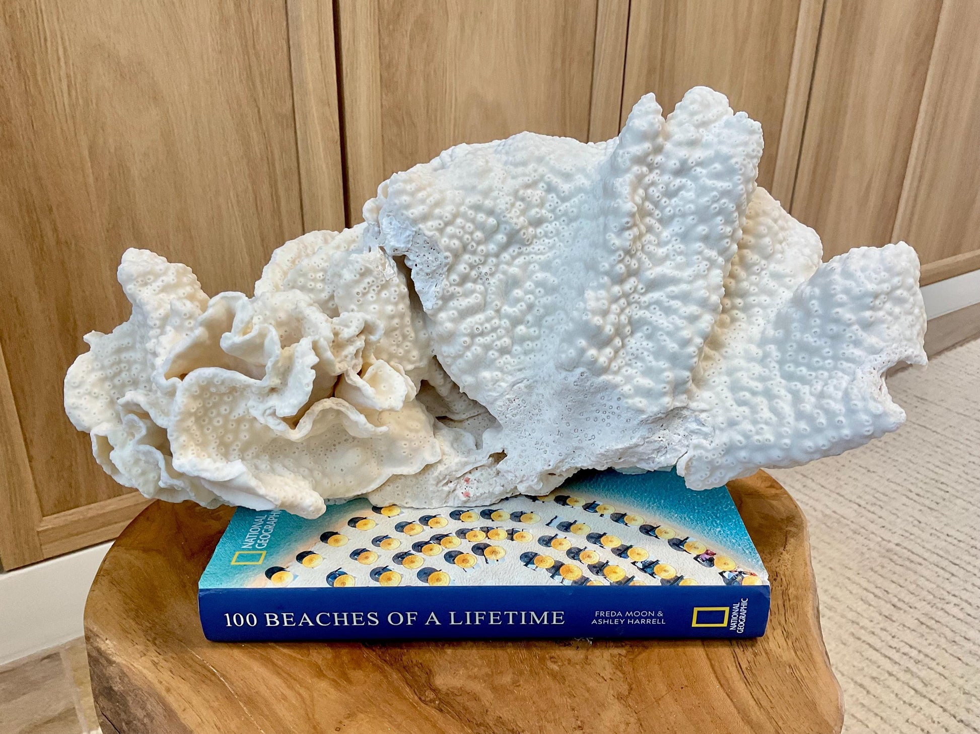Natural Black Cup Coral Fossil Specimen: 14.5x10x7" Beach House Coastal Décor