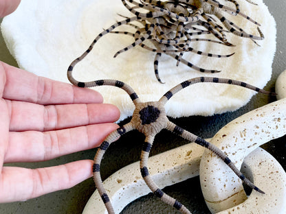 Preserved Brittle Stars: 5-7" *You Choose Size* Dried Rare Ocean Specimen