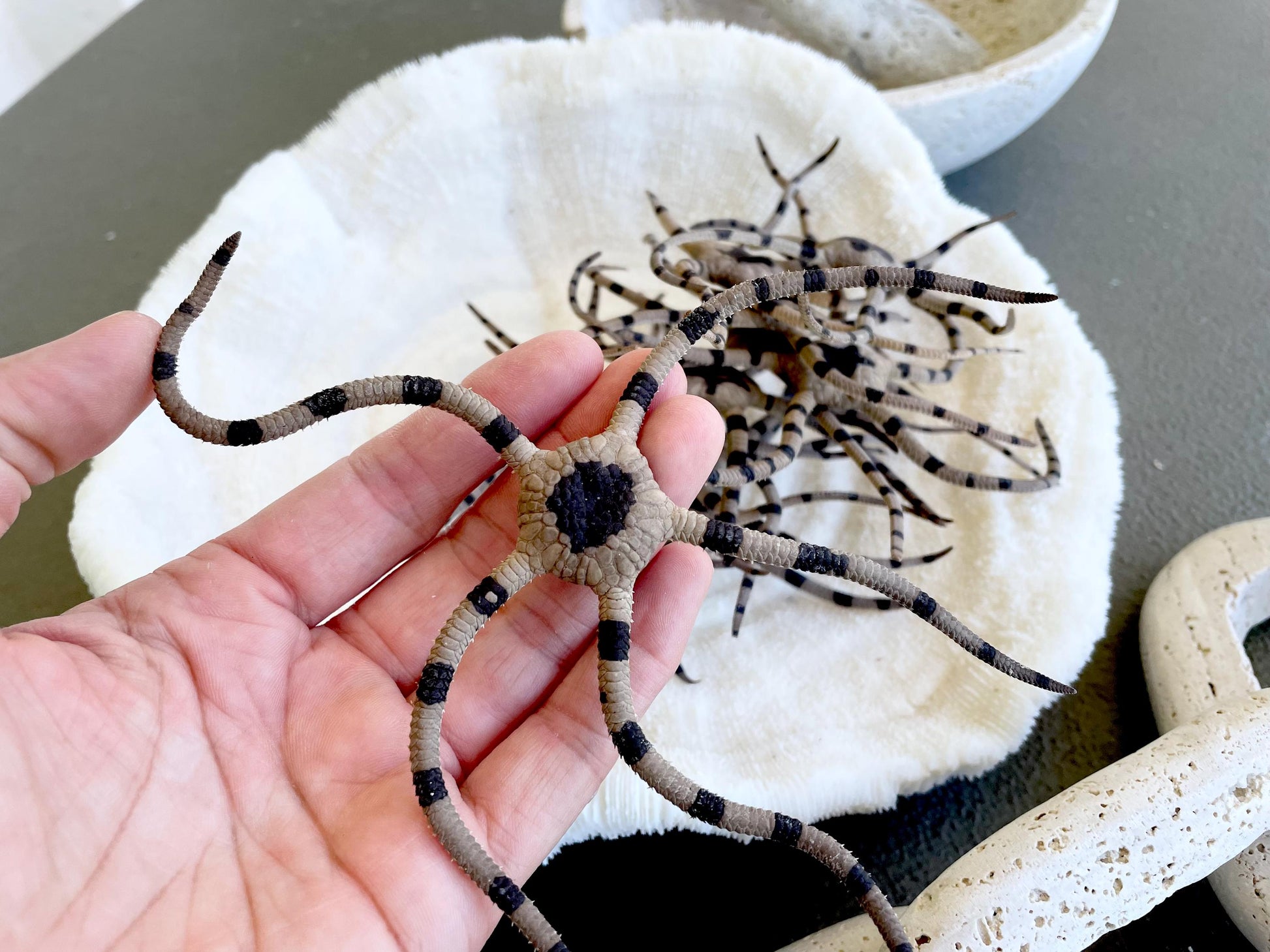 Preserved Brittle Stars: 5-7" *You Choose Size* Dried Rare Ocean Specimen