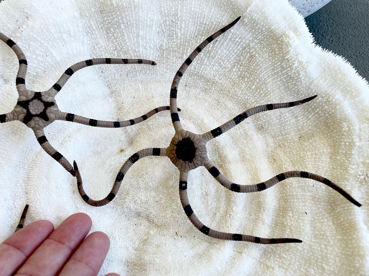 Preserved Brittle Stars: 5-7" *You Choose Size* Dried Rare Ocean Specimen