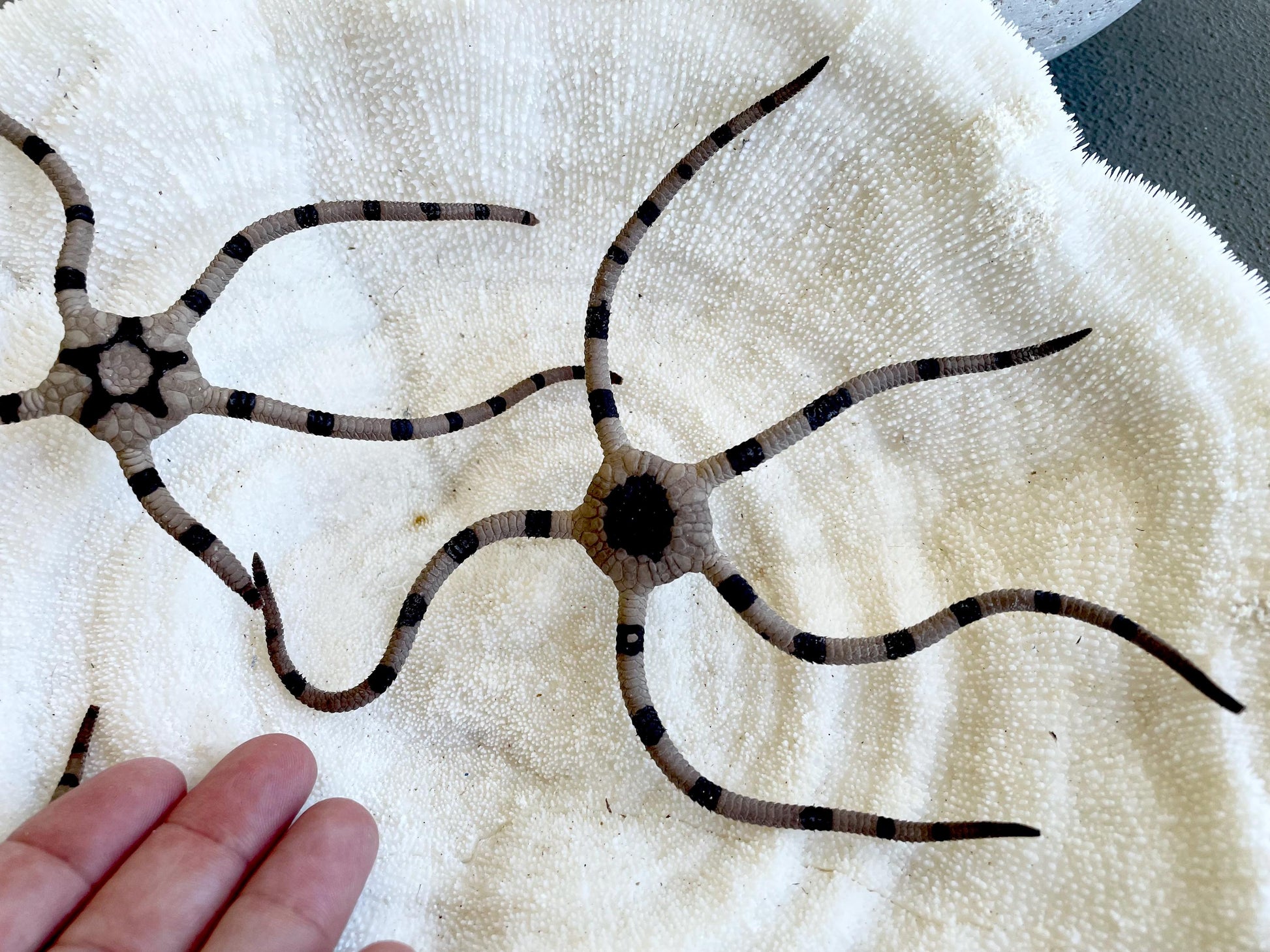 Preserved Brittle Stars: 5-7" *You Choose Size* Dried Rare Ocean Specimen