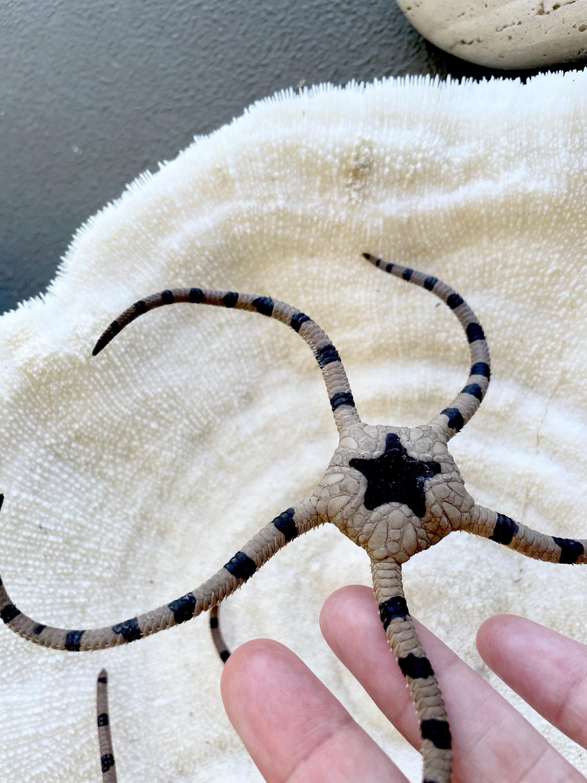 Preserved Brittle Stars: 5-7" *You Choose Size* Dried Rare Ocean Specimen