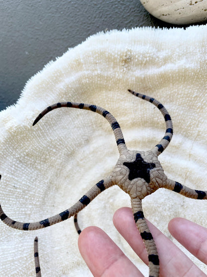 Preserved Brittle Stars: 5-7" *You Choose Size* Dried Rare Ocean Specimen
