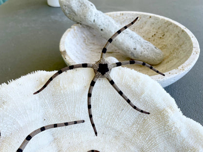 Preserved Brittle Stars: 5-7" *You Choose Size* Dried Rare Ocean Specimen