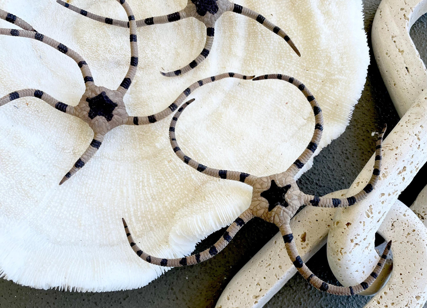 Preserved Brittle Stars: 5-7" *You Choose Size* Dried Rare Ocean Specimen