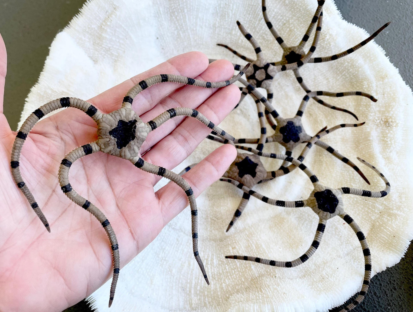 Preserved Brittle Stars: 5-7" *You Choose Size* Dried Rare Ocean Specimen