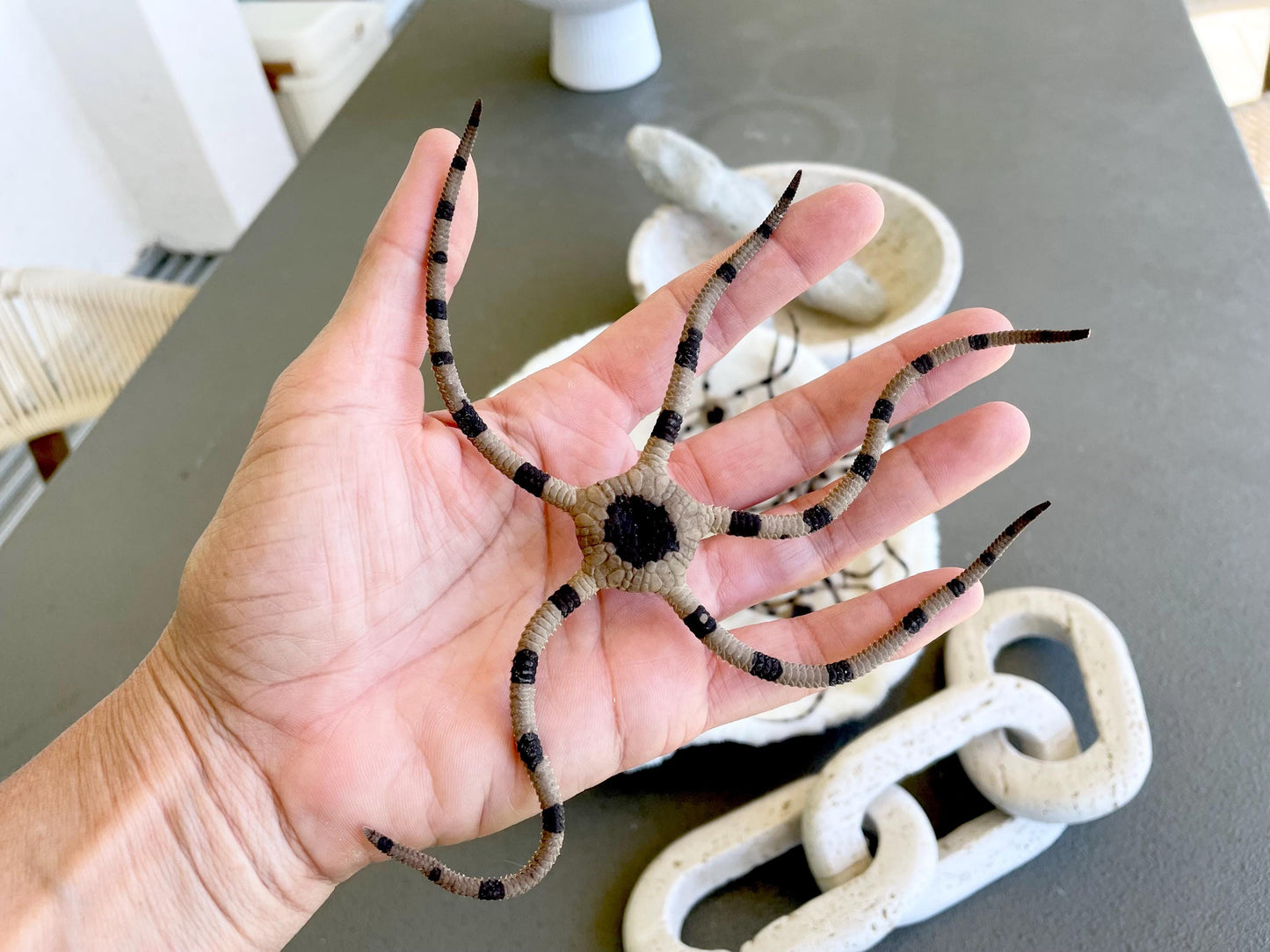 Preserved Brittle Stars: 5-7" *You Choose Size* Dried Rare Ocean Specimen