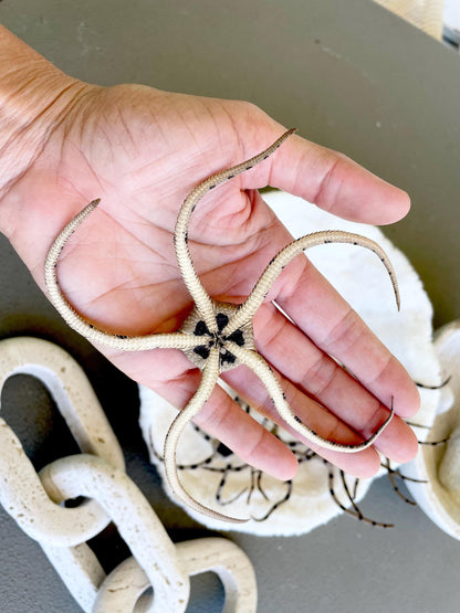 Preserved Brittle Stars: 5-7" *You Choose Size* Dried Rare Ocean Specimen