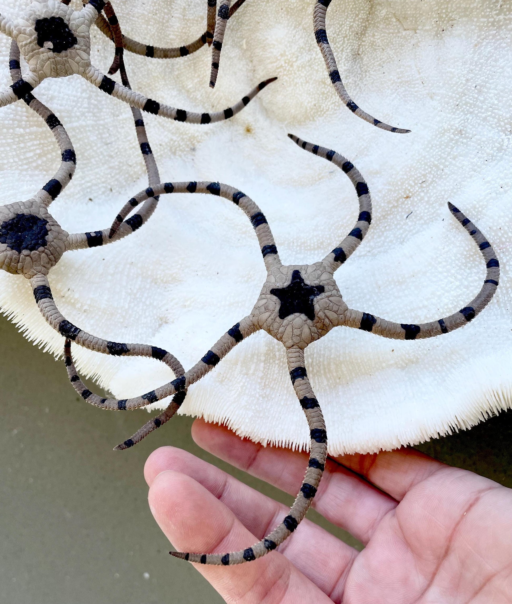 Preserved Brittle Stars: 5-7" *You Choose Size* Dried Rare Ocean Specimen