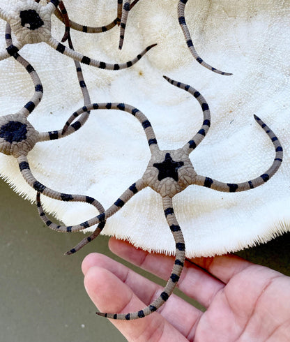 Preserved Brittle Stars: 5-7" *You Choose Size* Dried Rare Ocean Specimen