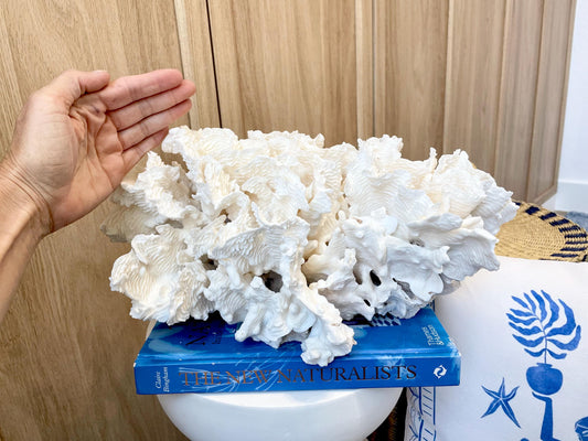 Natural Rugosa Coral Fossil Specimen: 15"x9"x6.75" Coastal Beach Home Décor