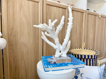 Mounted BRANCH CORAL 14.5" x 12" x 8.5" Fossil Specimen Coastal Display Beach House Décor