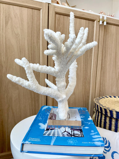 Mounted BRANCH CORAL 14.5" x 12" x 8.5" Fossil Specimen Coastal Display Beach House Décor