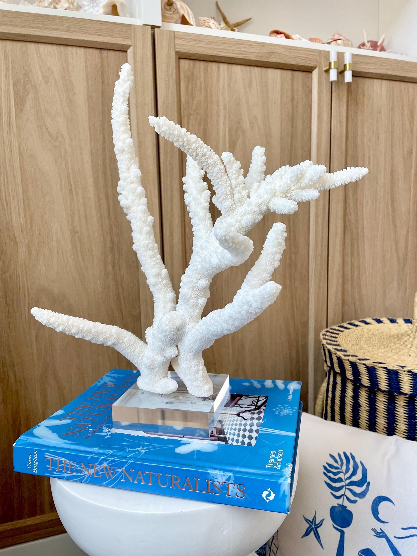 Mounted BRANCH CORAL 14.5" x 12" x 8.5" Fossil Specimen Coastal Display Beach House Décor