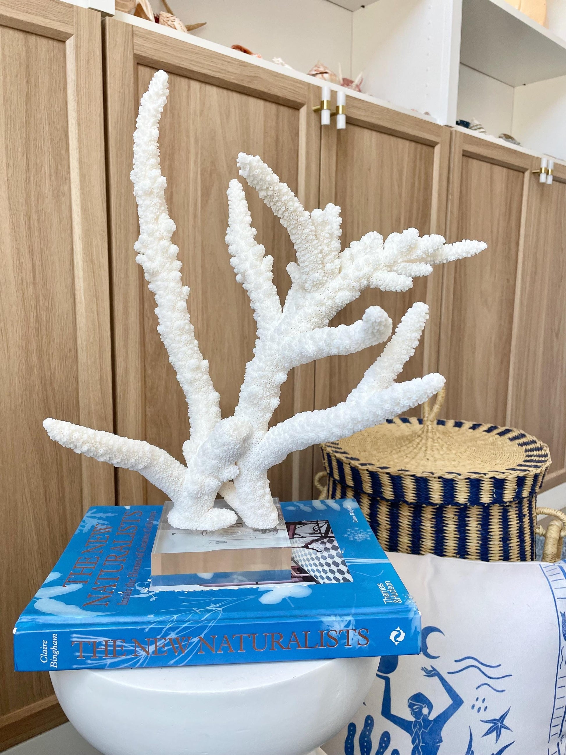 Mounted BRANCH CORAL 14.5" x 12" x 8.5" Fossil Specimen Coastal Display Beach House Décor
