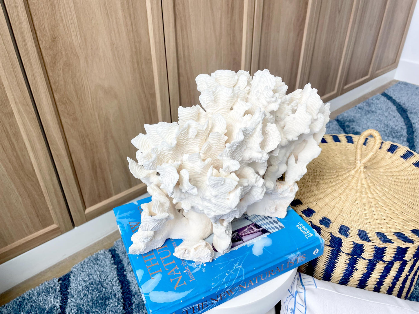 Natural Rugosa Coral Fossil Specimen: 12" x 8.5" x 6.5" Coastal Beach Home Décor