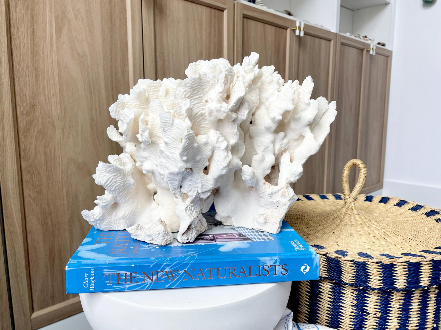 Natural Rugosa Coral Fossil Specimen: 12" x 8.5" x 6.5" Coastal Beach Home Décor