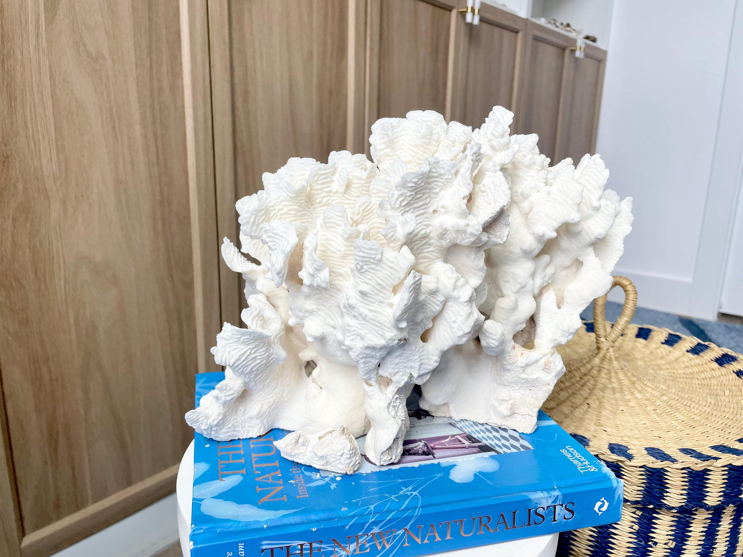 Natural Rugosa Coral Fossil Specimen: 12" x 8.5" x 6.5" Coastal Beach Home Décor