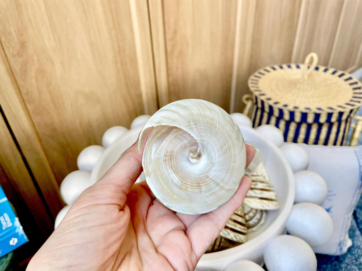 Green Spiral Cut Trochus Seashell: You Choose Size, Natural Shells Décor