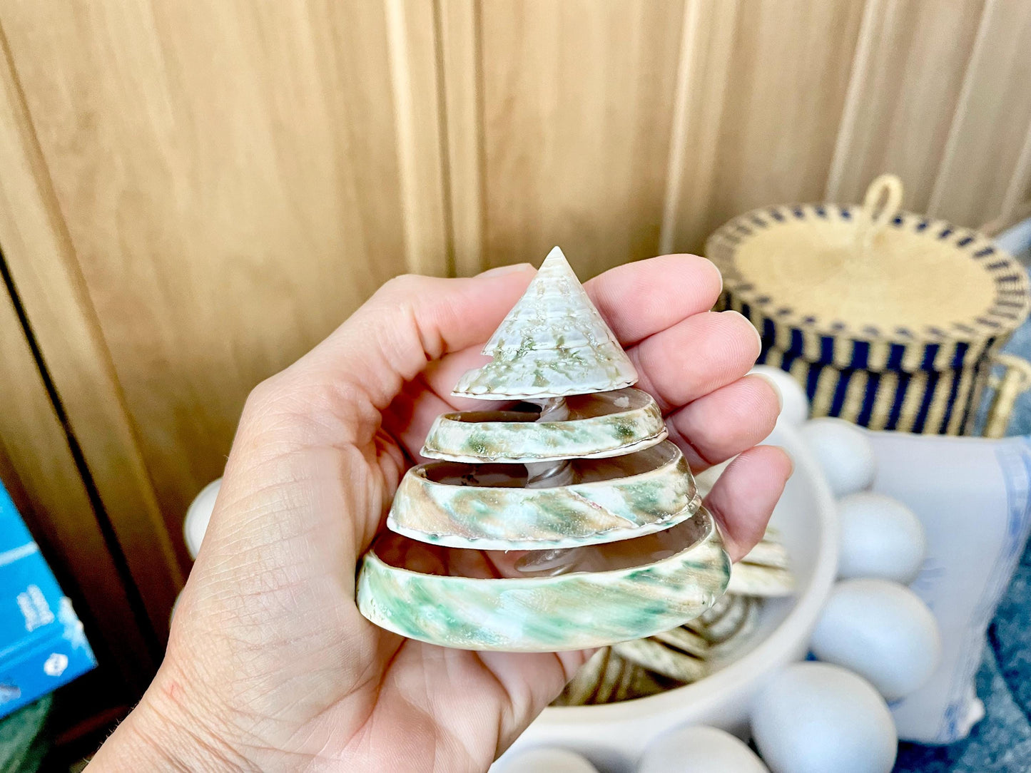 Green Spiral Cut Trochus Seashell: You Choose Size, Natural Shells Décor