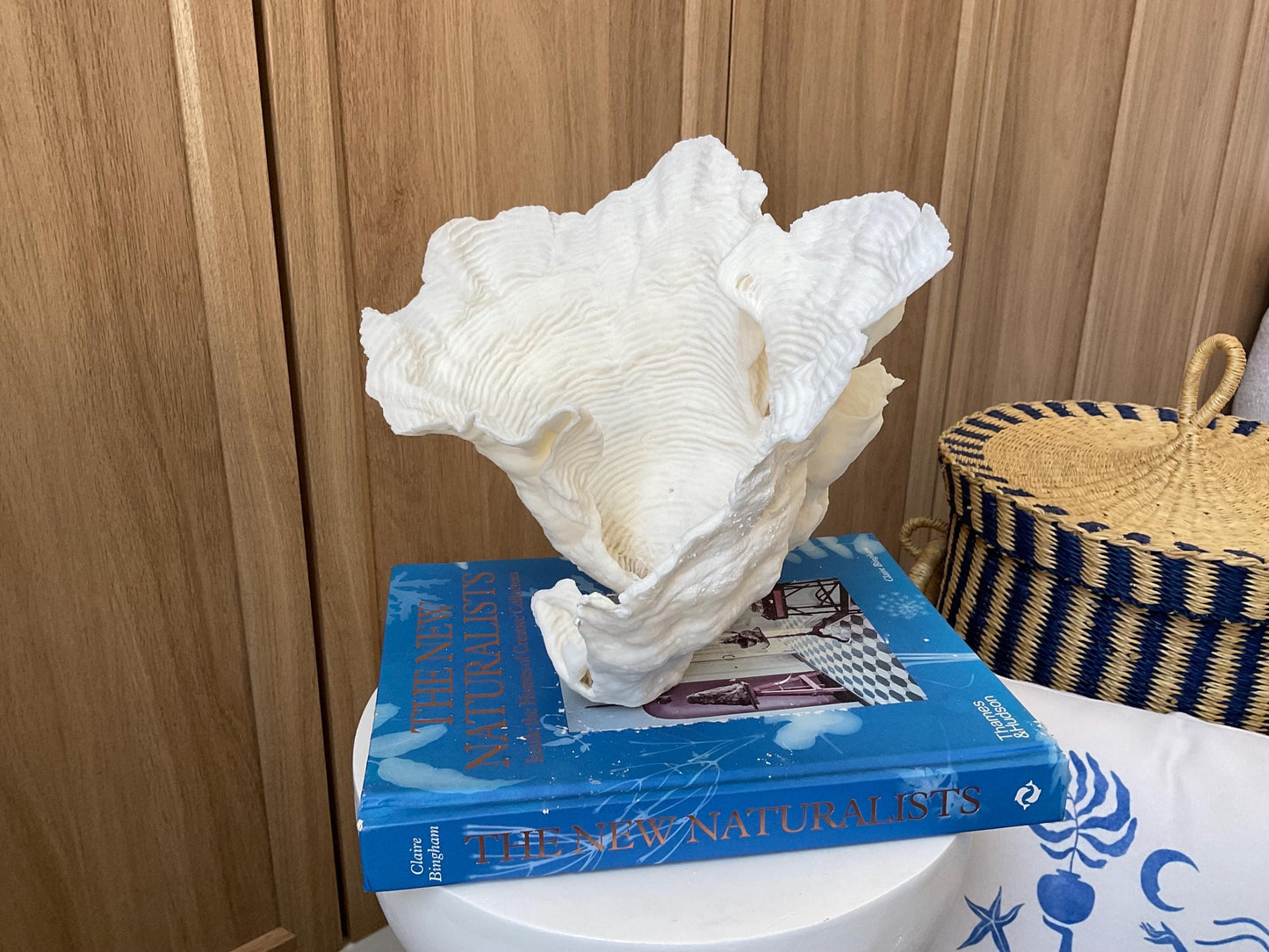 Cup Rugosa Coral Fossil Specimen: 9” x 8.5” x 8.5” Coastal Beach House Décor