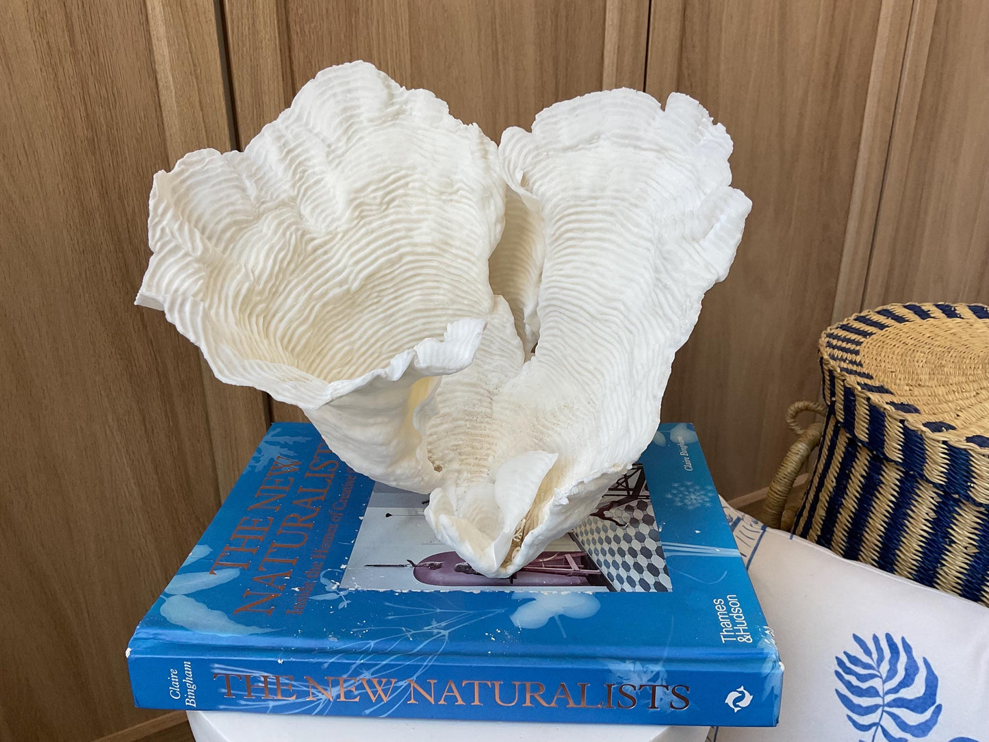Cup Rugosa Coral Fossil Specimen: 9” x 8.5” x 8.5” Coastal Beach House Décor
