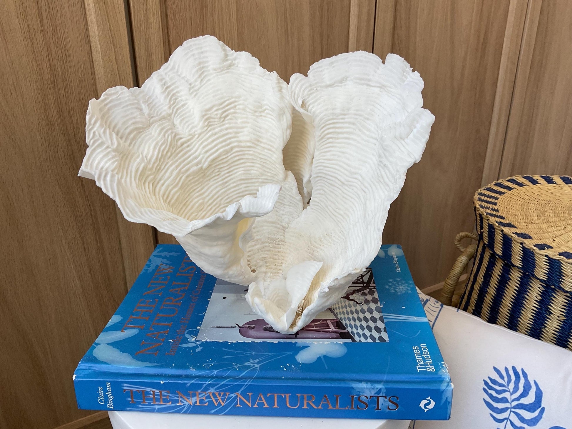 Cup Rugosa Coral Fossil Specimen: 9” x 8.5” x 8.5” Coastal Beach House Décor