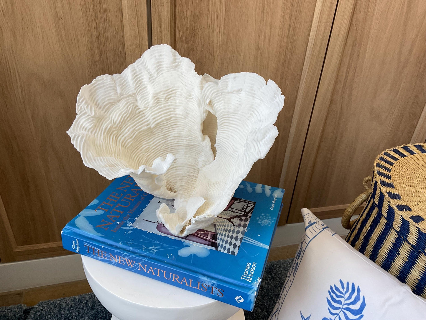 Cup Rugosa Coral Fossil Specimen: 9” x 8.5” x 8.5” Coastal Beach House Décor