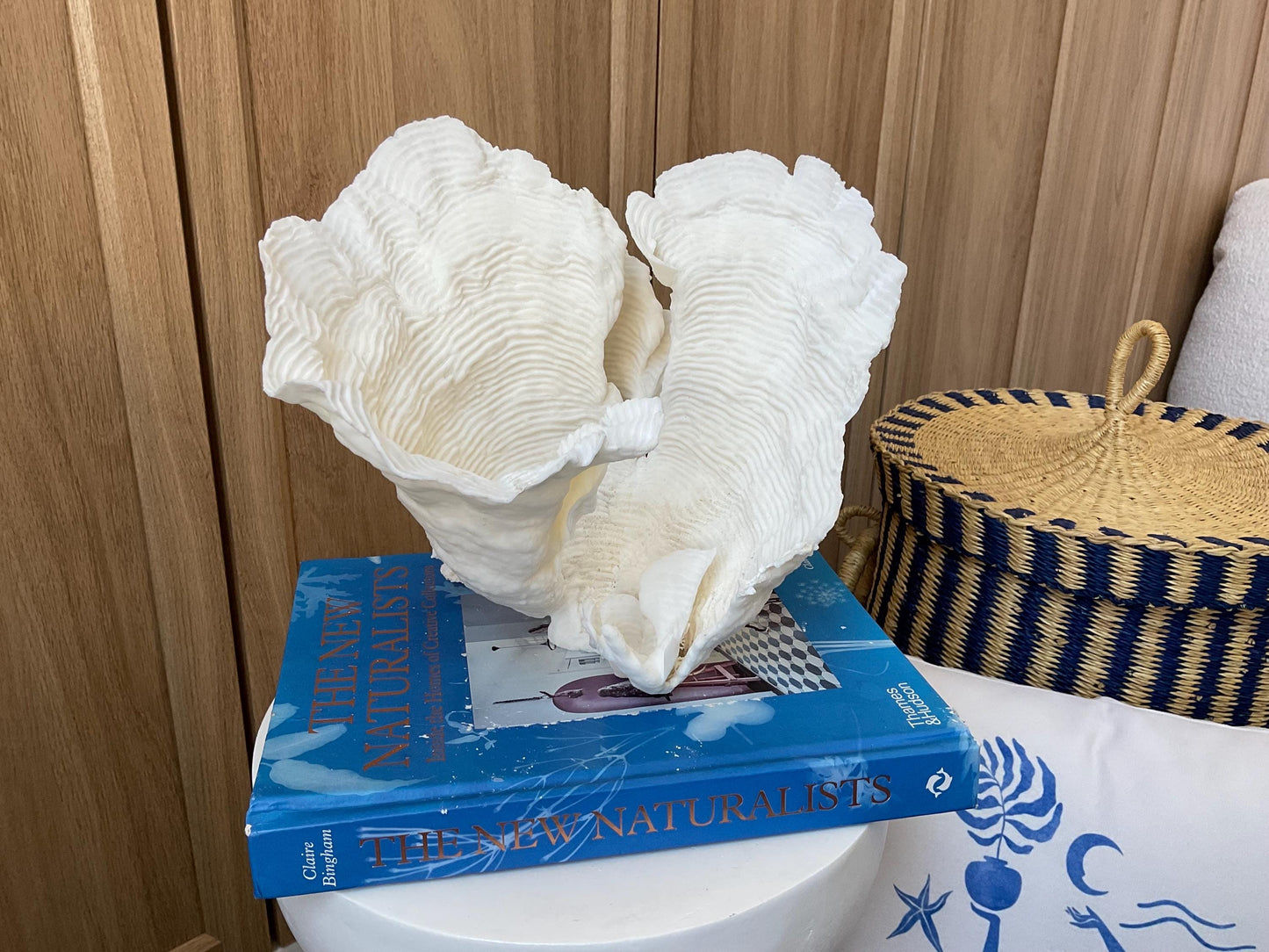 Cup Rugosa Coral Fossil Specimen: 9” x 8.5” x 8.5” Coastal Beach House Décor