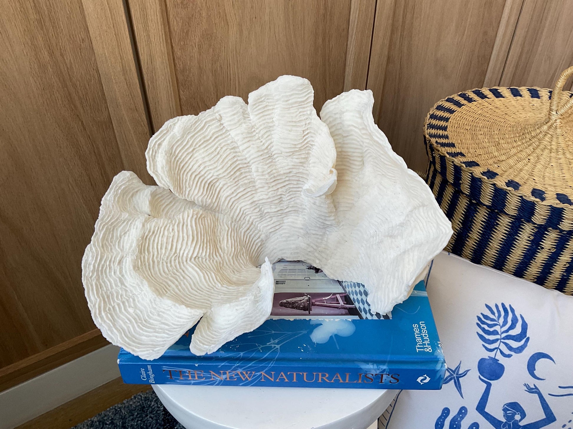 Cup Rugosa Coral Fossil Specimen: 10.5” x 7” x 8” Coastal Beach House Décor