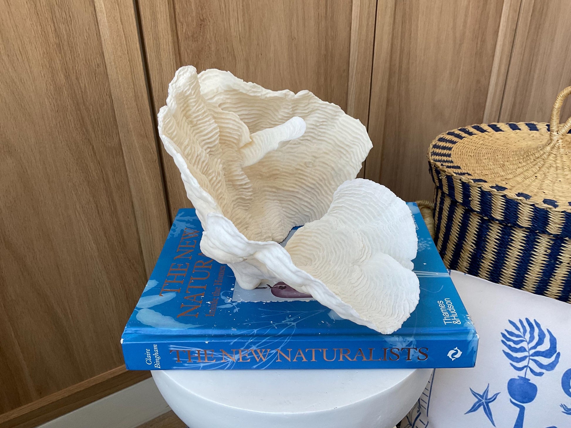 Cup Rugosa Coral Fossil Specimen: 10.5” x 7” x 8” Coastal Beach House Décor
