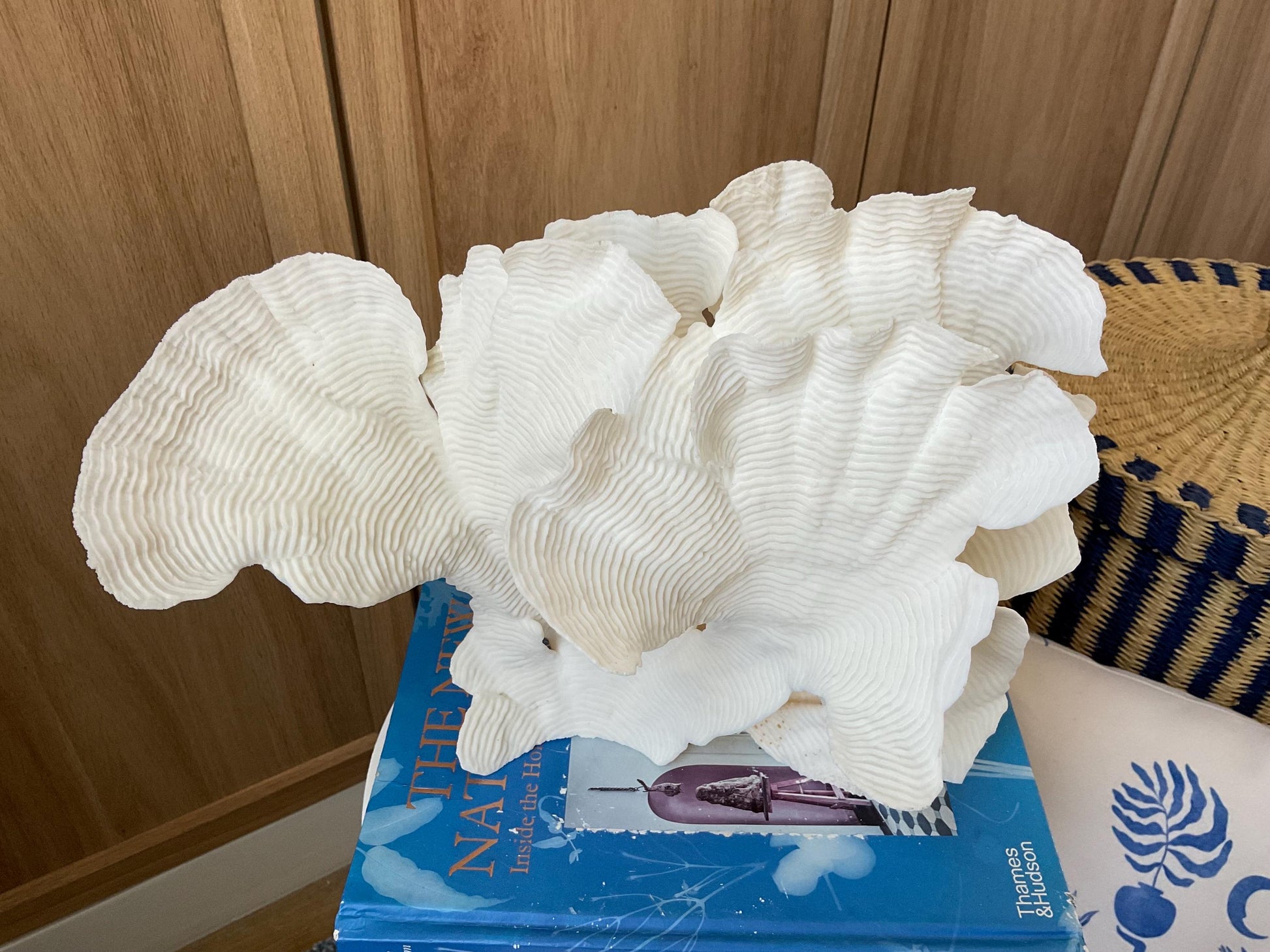 Cup Rugosa Coral Fossil Specimen: 12.5” x 9” x 6” Coastal Beach House Décor