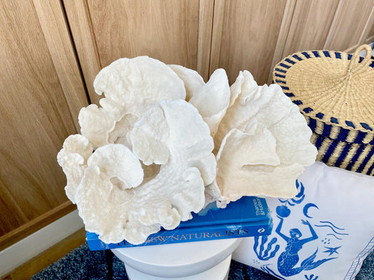 Natural Spiral Cup Coral Fossil: 14" x 11" x 7" Coastal Beach House White Décor