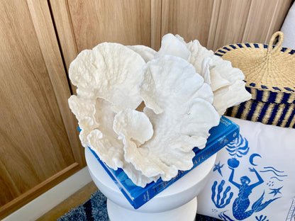 Natural Spiral Cup Coral Fossil: 14" x 11" x 7" Coastal Beach House White Décor