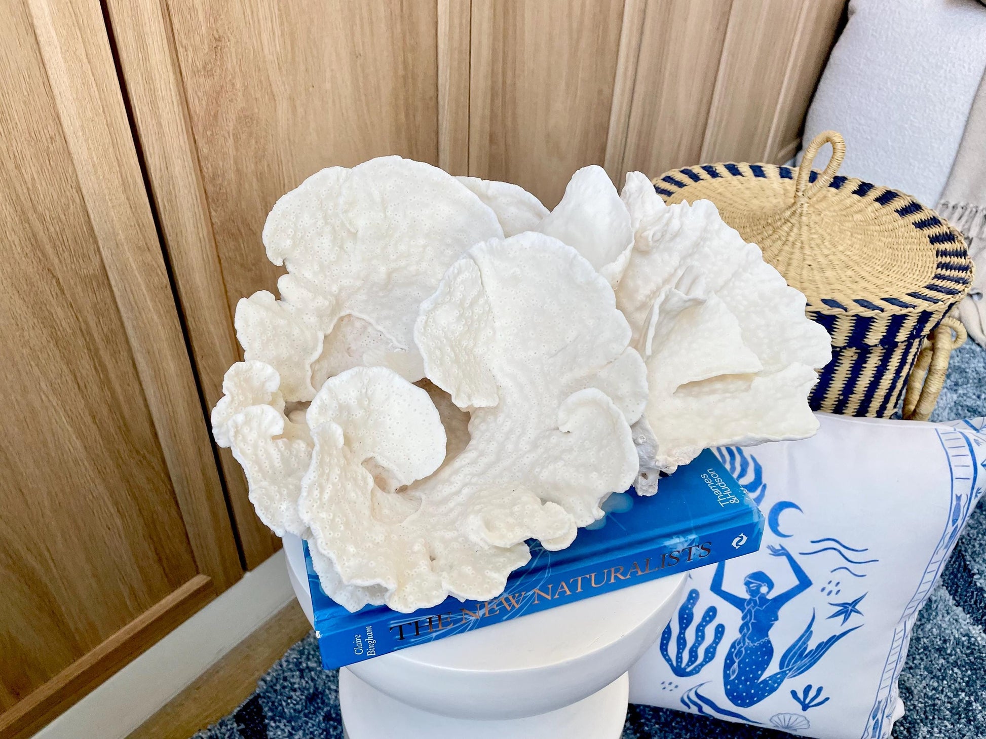 Natural Spiral Cup Coral Fossil: 14" x 11" x 7" Coastal Beach House White Décor