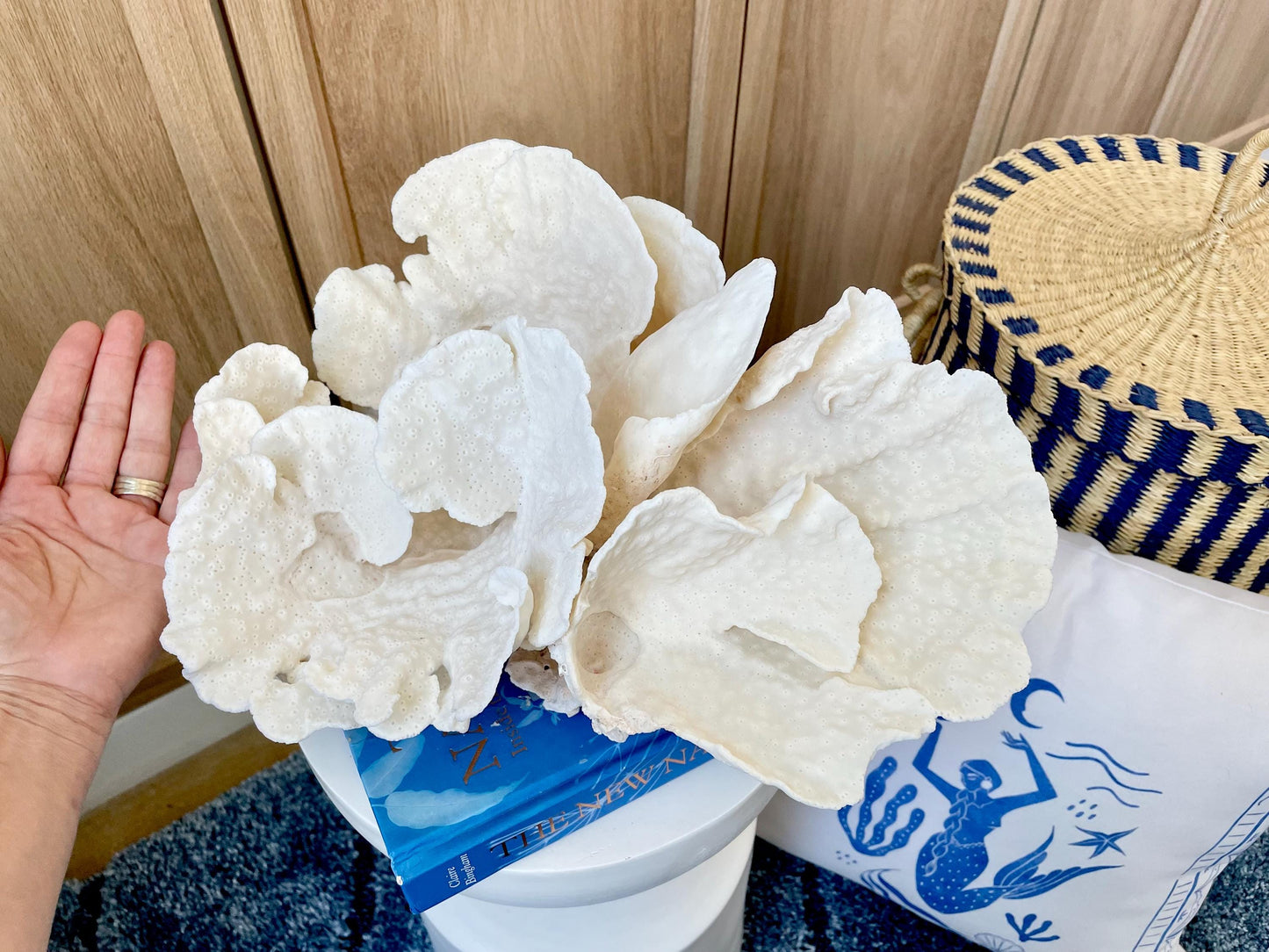 Natural Spiral Cup Coral Fossil: 14" x 11" x 7" Coastal Beach House White Décor