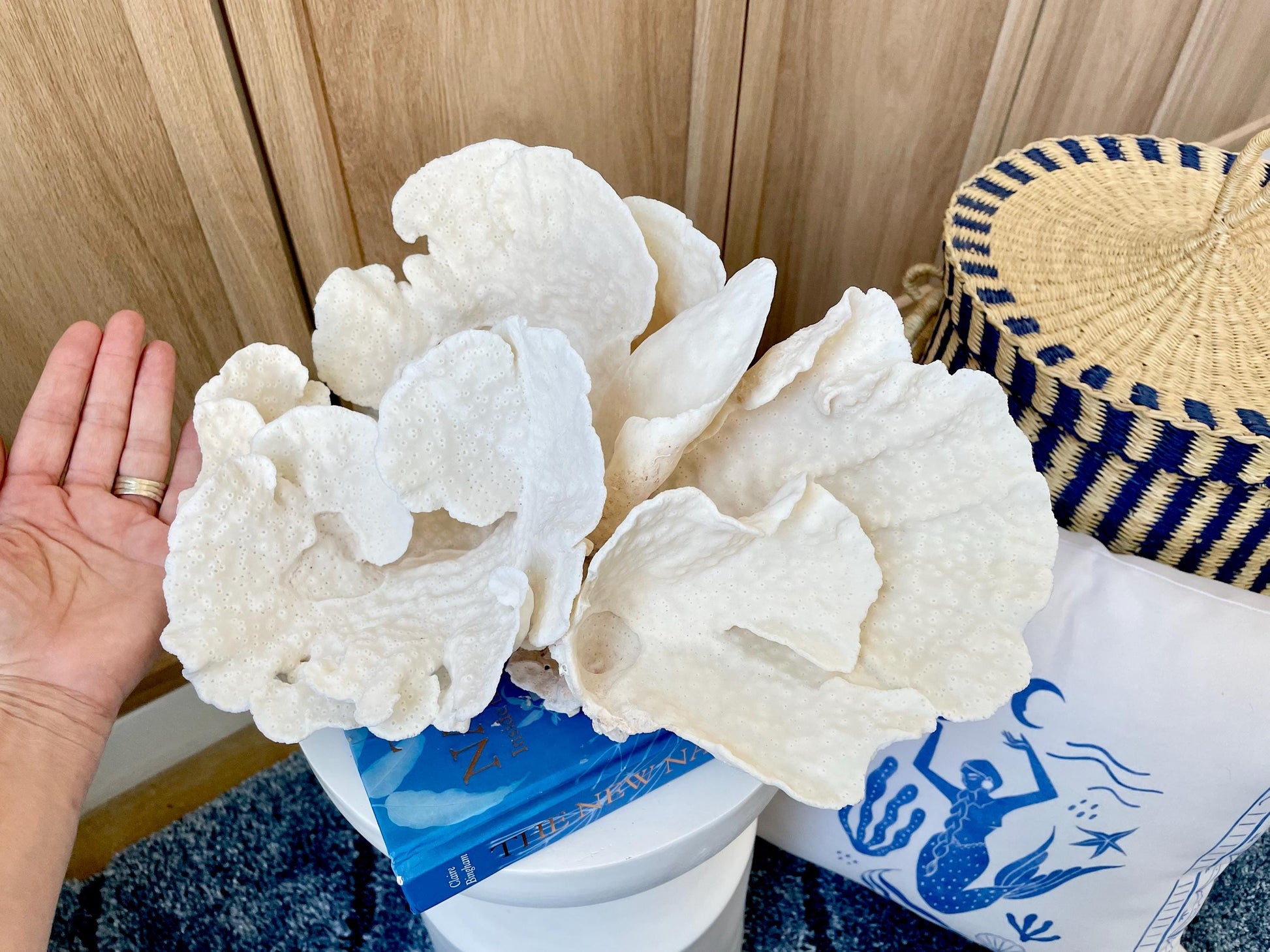 Natural Spiral Cup Coral Fossil: 14" x 11" x 7" Coastal Beach House White Décor