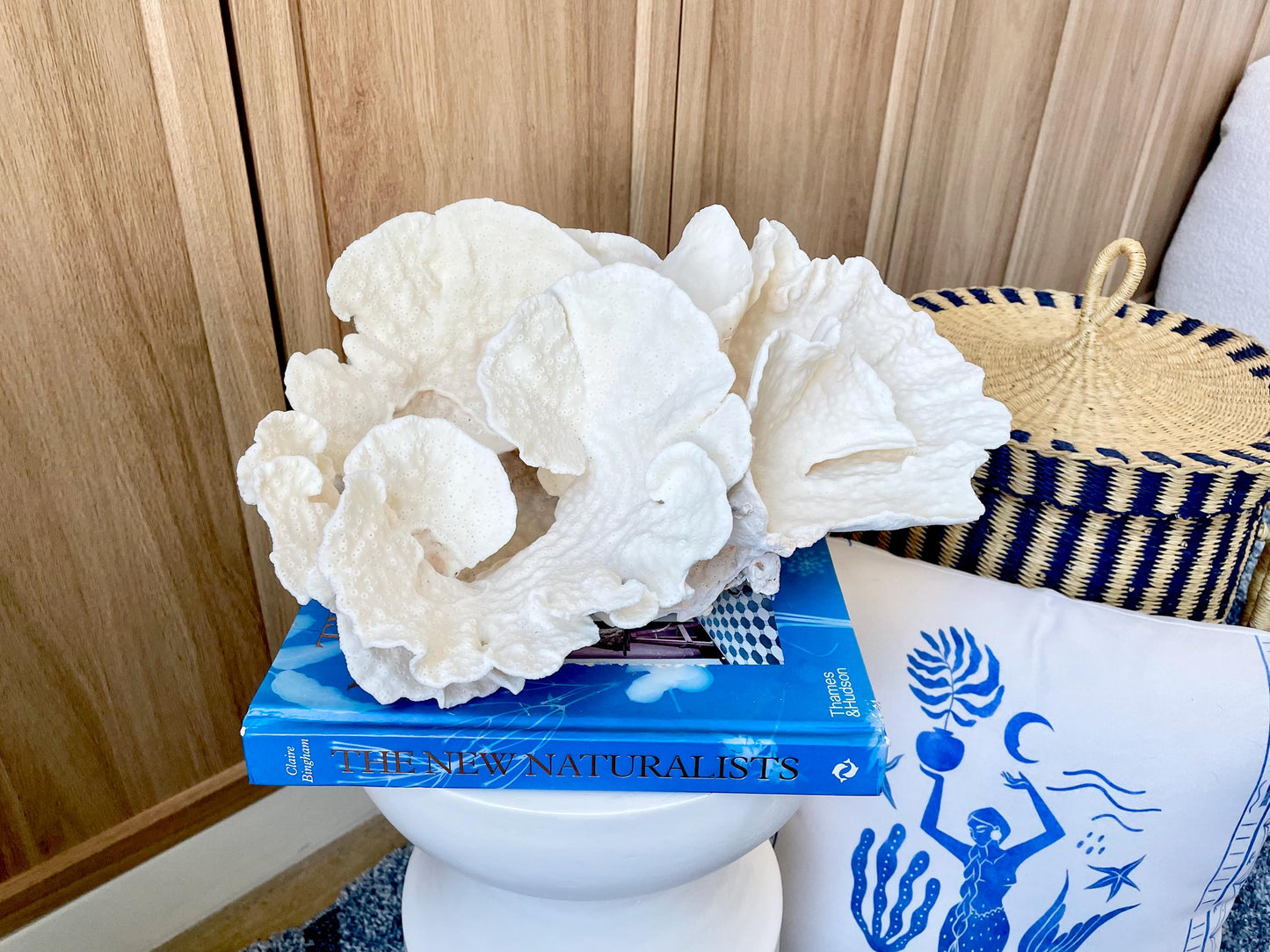 Natural Spiral Cup Coral Fossil: 14" x 11" x 7" Coastal Beach House White Décor