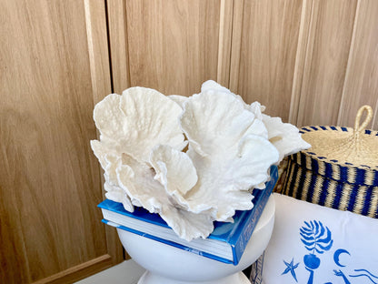 Natural Spiral Cup Coral Fossil: 14" x 11" x 7" Coastal Beach House White Décor