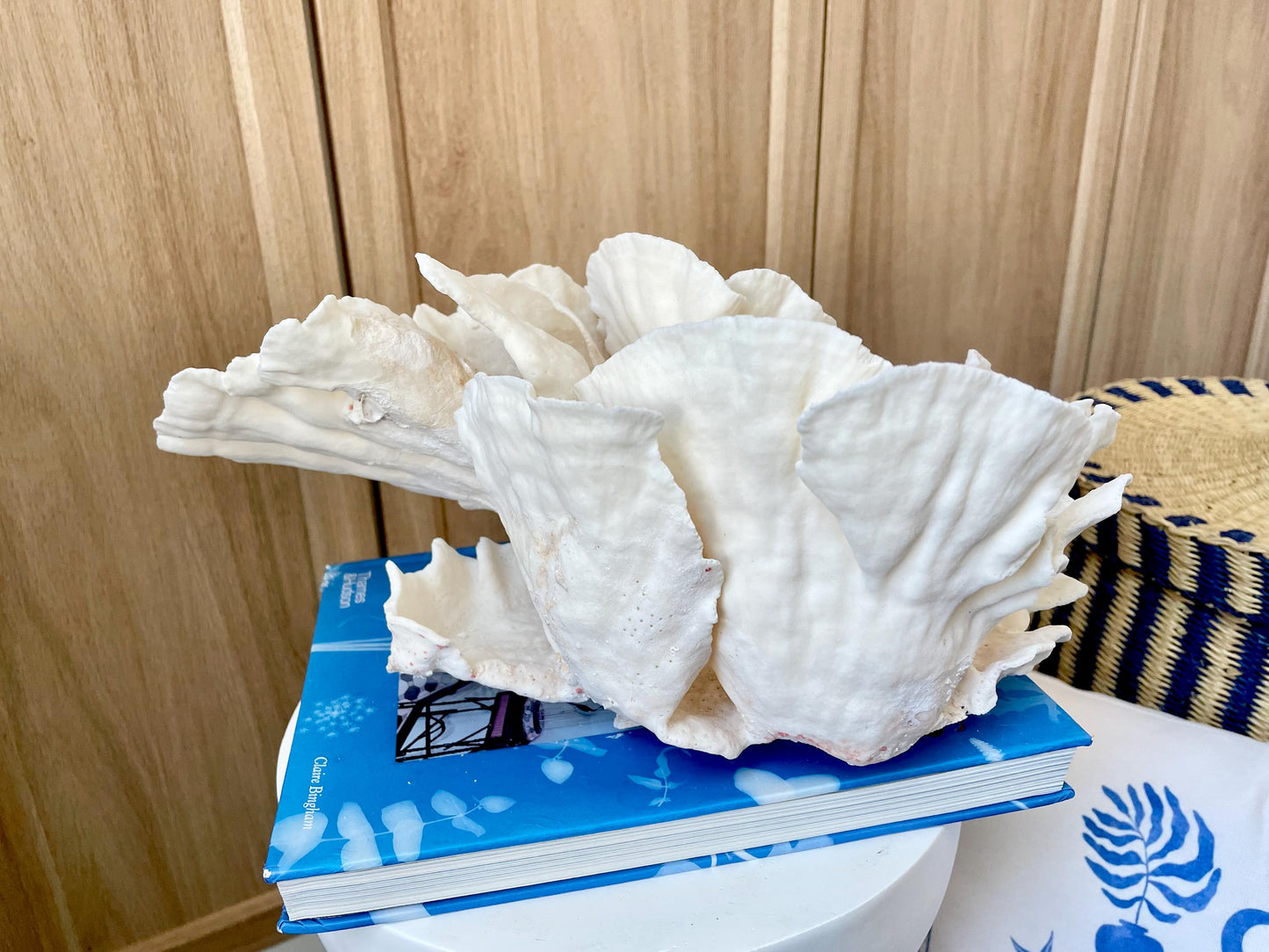 Natural Spiral Cup Coral Fossil: 14" x 11" x 7" Coastal Beach House White Décor