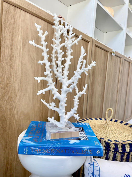 Mounted Octopus Coral Natural Fossil: 16"x9.5"x7" Coastal Beach Home Décor