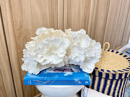 Natural Poca Coral Fossil: 12.25" x 7.5" x 6.5" Coastal Beach House White Décor